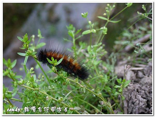 (燈蛾科)紅緣燈蛾，幼蟲