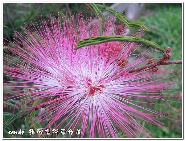 (豆科)粉撲花(香水合歡)