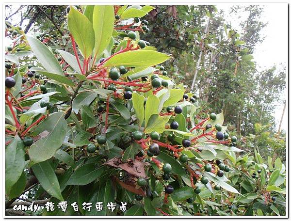 (樟科)紅楠(豬腳楠)種子