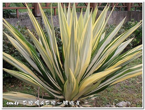 (龍舌蘭科)黃紋萬年麻