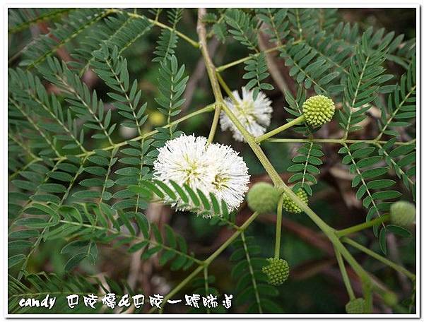 (豆科)銀合歡