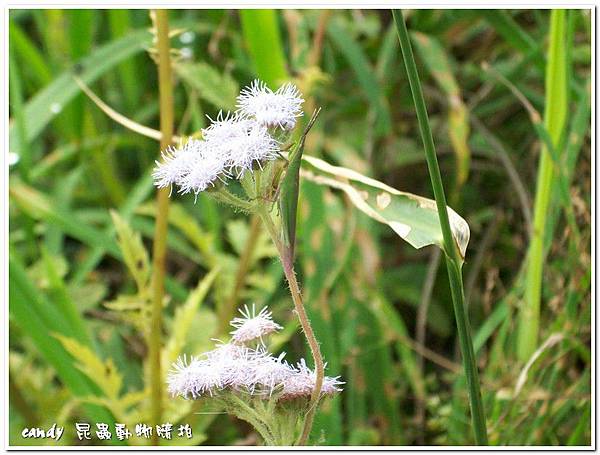 (負蝗科)紅后負蝗