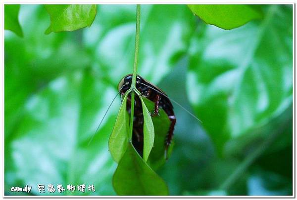 (匍蜚蠊科)東方水蠊