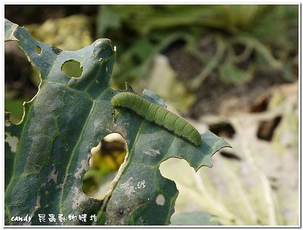 (粉蝶科)紋白蝶幼蟲