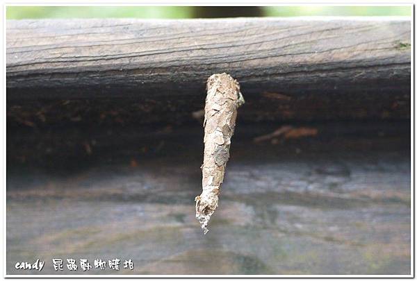 (蓑蛾科)蓑蛾的蛹