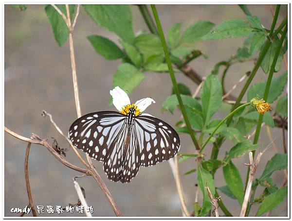 (蛺蝶科) 青斑蝶