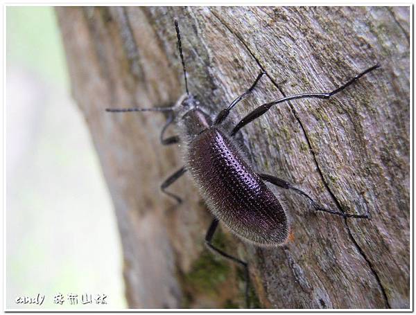 (擬金花蟲亞科)擬金花蟲