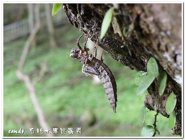 水蠆是豆娘及蜻蜓的稚蟲