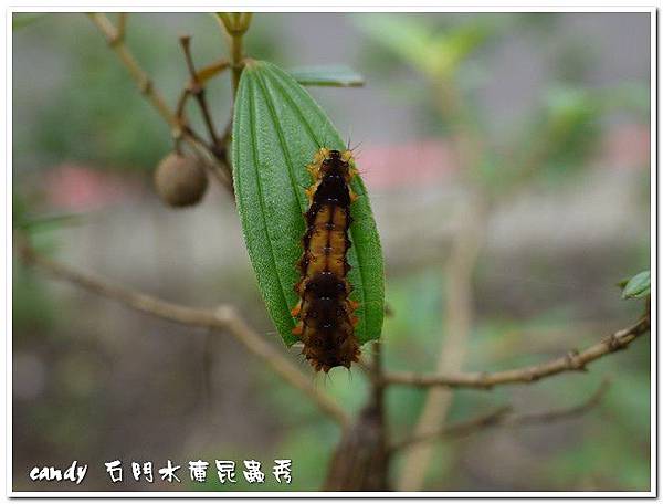 (斑蛾科)臺灣茶斑蛾，幼蟲