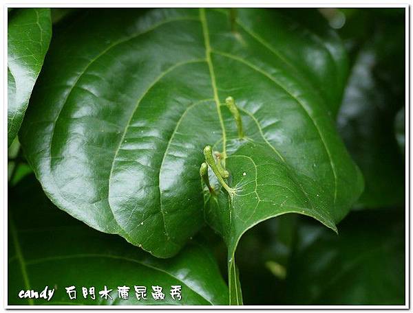 蟲癭-造癭昆蟲：木蝨科，癭(gall)是指植物組織受到昆蟲或其他生物刺激而產生的變異或擴增現象，由昆蟲所引起的癭叫做「蟲癭」，可以產生蟲癭的昆蟲叫做「造癭昆蟲」，產生蟲癭的植物叫做「成癭植物」。會造癭的昆蟲常見的有雙翅目的癭蚋、果實蠅，同翅目的木蝨、蚜蟲、介殼蟲，鱗翅目的捲葉蛾、透翅蛾，膜翅目的癭蜂、葉蜂，半翅目的網椿、纓翅目的薊馬及少數鞘翅目的天牛、象鼻蟲等。除了昆蟲會造癭外，其它尚有某些真菌、細菌、蜱、蟎等也會造癭。成癭植物產生癭後會於葉片、枝條、花朵等部位出現各式各樣的突變癭造型及色彩，極具生態研究及觀賞。