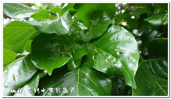 蟲癭-造癭昆蟲：木蝨科，癭(gall)是指植物組織受到昆蟲或其他生物刺激而產生的變異或擴增現象，由昆蟲所引起的癭叫做「蟲癭」，可以產生蟲癭的昆蟲叫做「造癭昆蟲」，產生蟲癭的植物叫做「成癭植物」。會造癭的昆蟲常見的有雙翅目的癭蚋、果實蠅，同翅目的木蝨、蚜蟲、介殼蟲，鱗翅目的捲葉蛾、透翅蛾，膜翅目的癭蜂、葉蜂，半翅目的網椿、纓翅目的薊馬及少數鞘翅目的天牛、象鼻蟲等。除了昆蟲會造癭外，其它尚有某些真菌、細菌、蜱、蟎等也會造癭。成癭植物產生癭後會於葉片、枝條、花朵等部位出現各式各樣的突變癭造型及色彩，極具生態研究及觀賞。