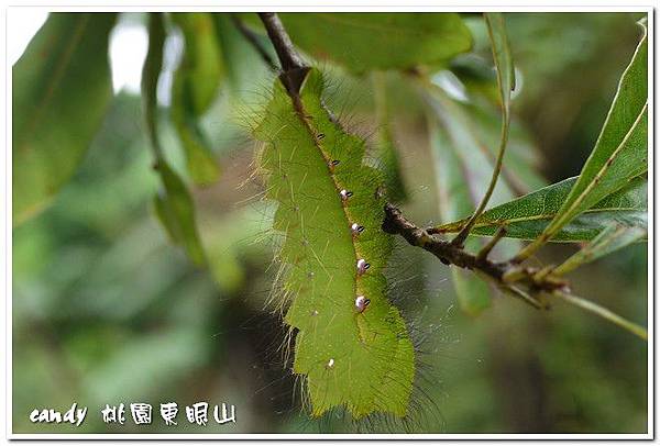 5-1--紅目天蠶蛾的幼蟲