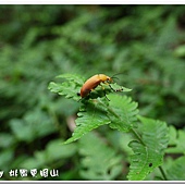 (擬步行蟲科)三角緣腹朽木甲