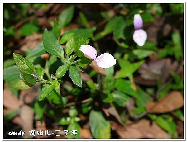 (爵床科)九頭獅子草