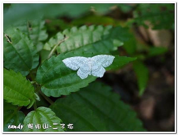 (鉤蛾科)波帶白 鉤蛾