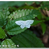 (鉤蛾科)波帶白 鉤蛾