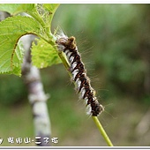 (隆蛾科)鑲夜蛾的幼蟲