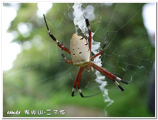 77-(金蛛科)眼點金蛛