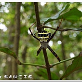 (金蛛科)中型金蛛，雌蛛體長13-17mm、雄5-6mm，頭胸部具銀白色長毛，腹背略呈五角形，黃色，背上有黑色的橫紋帶，中間及腹末的橫帶較寬，底色橙紅色內有黑、白的斑紋排列。