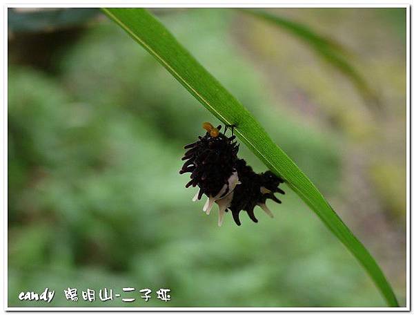 (鳳蝶科)紅紋鳳蝶的初蛹