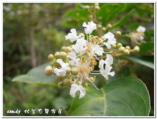 (千屈菜科)九芎