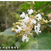 (千屈菜科)九芎