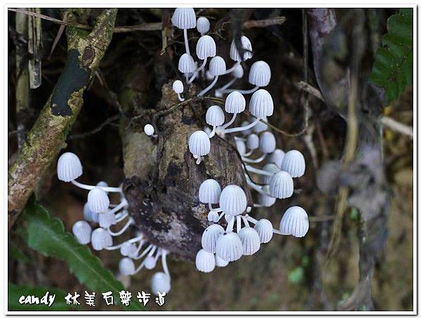 (鬼傘科)簇(ㄘㄨˋ)生鬼傘