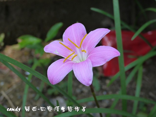 (石蒜科)韭蘭 (石蒜科)韭蘭