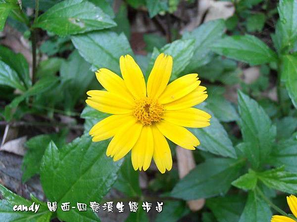 34-南美蟛蜞菊