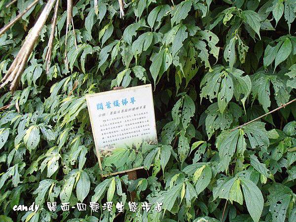 67-闊葉樓梯草