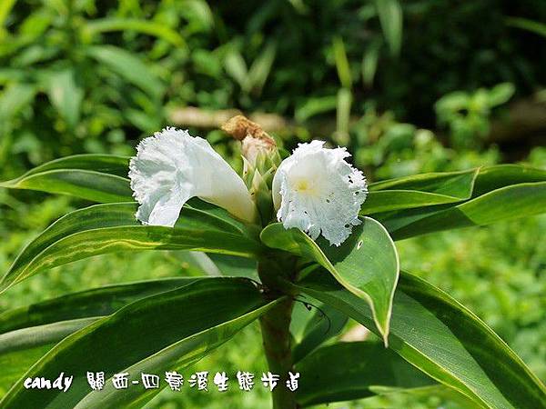 (薑科)閉鞘薑(絹毛鳶尾)