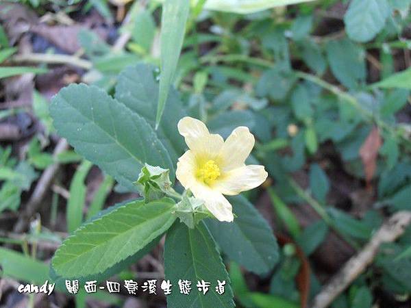 野花野草圖鑑 錦葵科 細葉金午時花 生活記錄 痞客邦pixnet 野花野草圖鑑 錦葵科 細葉金午時花 生活記錄 痞客邦pixnet