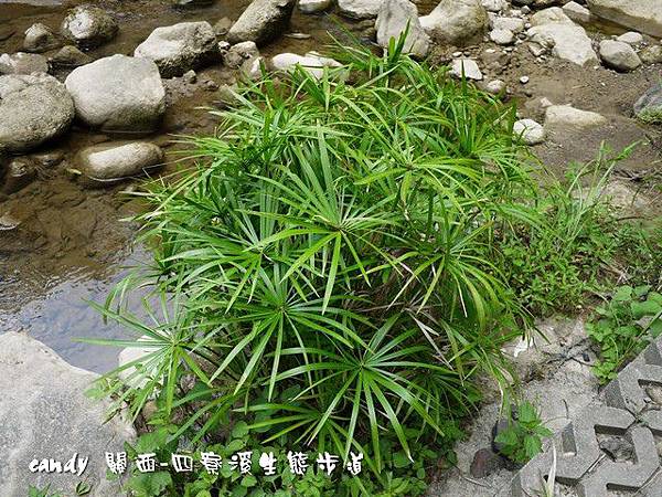 (莎草科)風車草