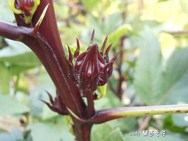 (錦葵科)洛神花