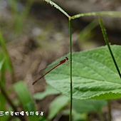 (細蟌科)朱紅細蟌