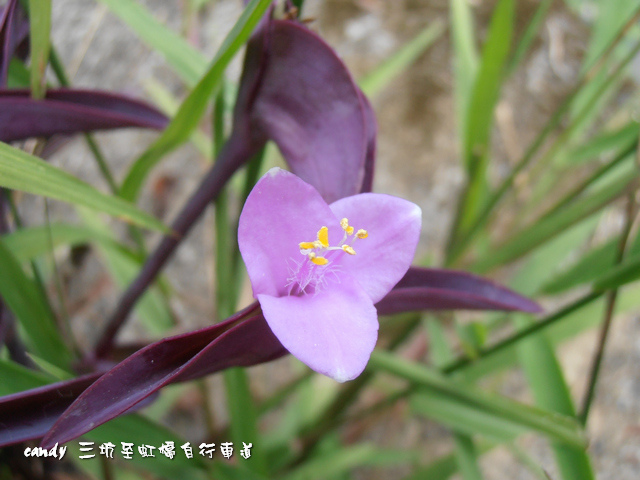 17-(鸭跖草科)紫錦草