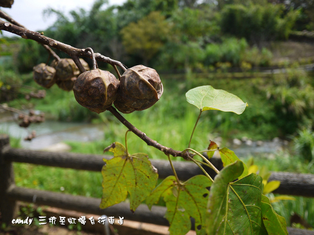 2-油桐花種子