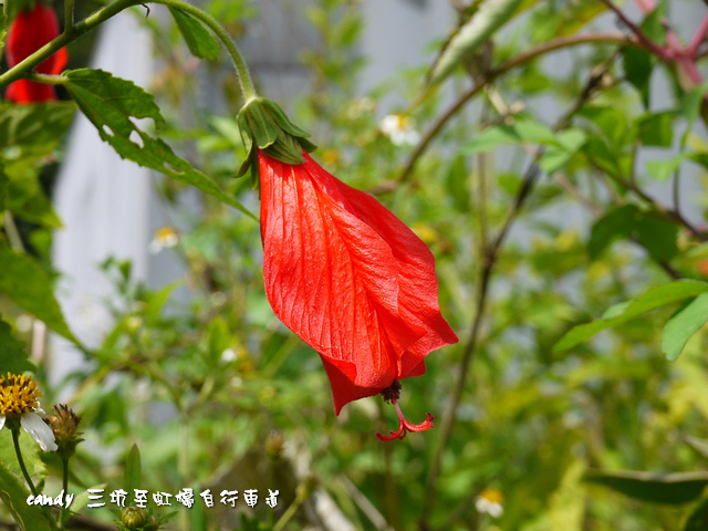 32-朱槿花