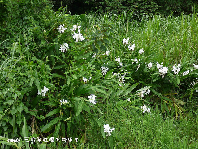 37-穗花山奈(野薑花)