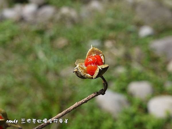 (海桐科)海桐種子