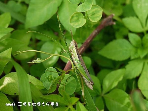 (蝗科)台灣稻蝗