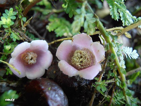 (獼猴桃科)水冬瓜