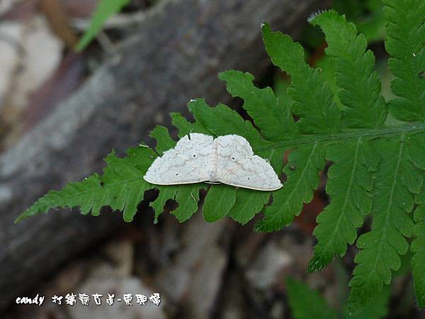 (尺蛾科)淡灰素尺蛾 