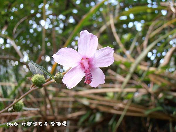 (錦葵科)野棉花