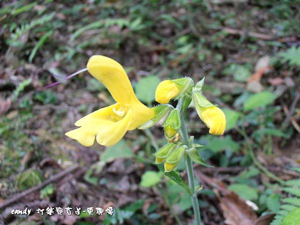 (唇形科)黃花鼠尾草
