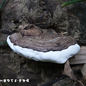 (多孔菌科)松生擬層孔菌，以及紅緣擬層孔菌，俗名都是猴板凳。 也就是說這兩種很相似。