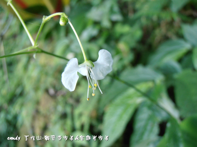 25-毛果竹葉菜的花