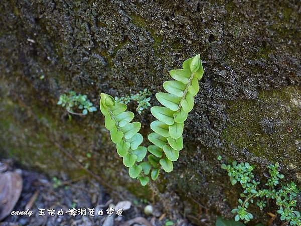 (腎蕨科)﻿腎蕨嫩葉