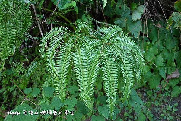 (裏白科)芒萁