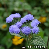 (菊科)紫花霍香薊